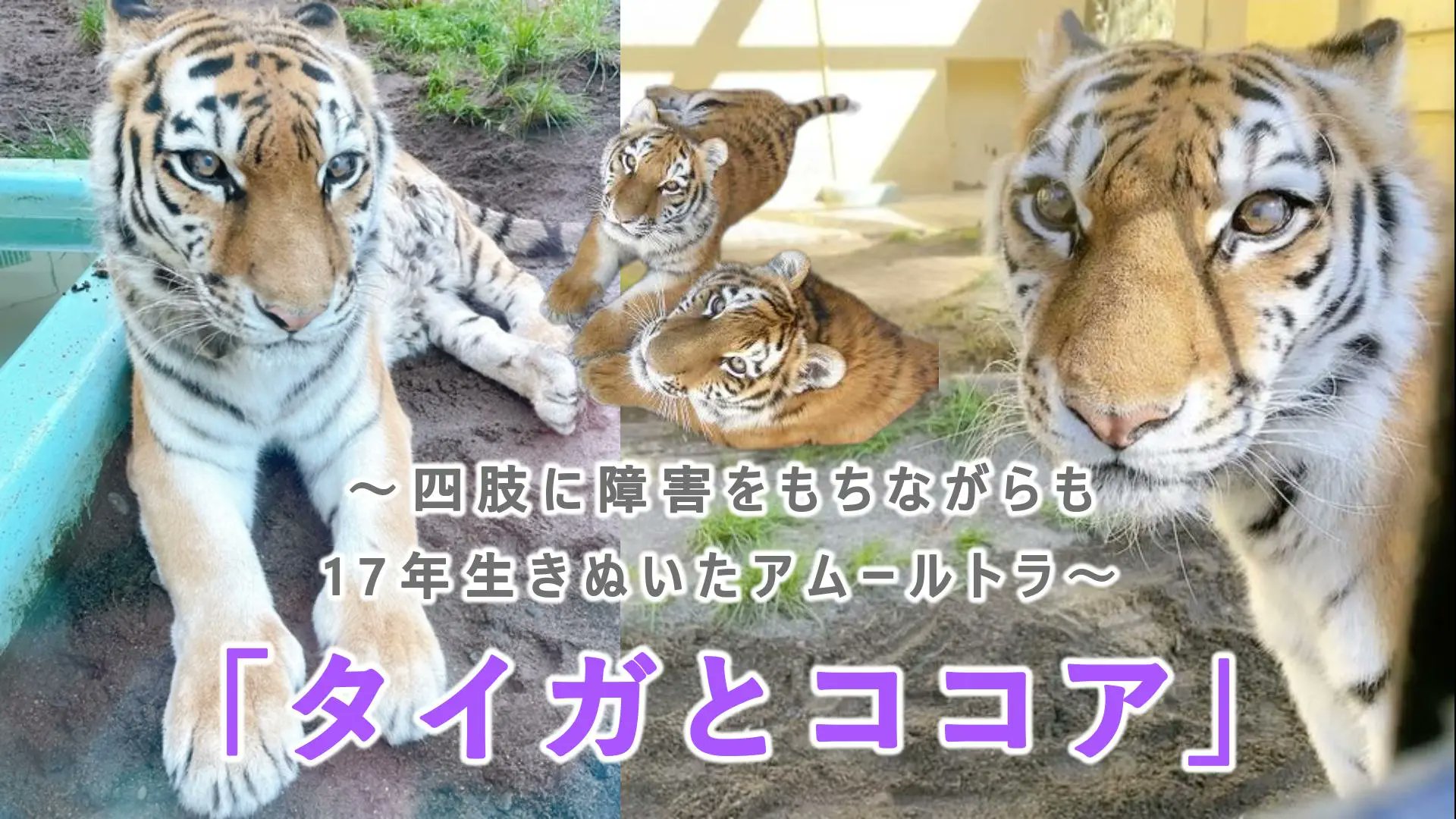 ZooPortal on X: 