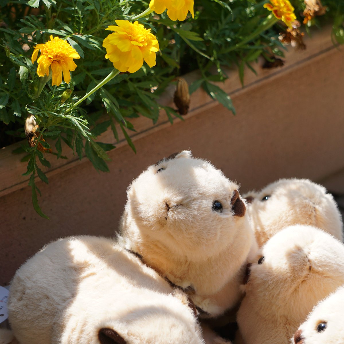 ＼ムキムキッ！大量再入荷／
お待たせ致しました！
生物園限定 #グンディ のぬいぐるみが再入荷しました！

seibutuen-onlineshop.raku-uru.jp/item-detail/18…

岩場を駆け上るムキムキの筋肉、ぱやぱやのしっぽ＆まん丸お尻など、
グンディを徹底再現した生物園スタッフこだわりのオリジナルぬいぐるみです。

#グンケツ