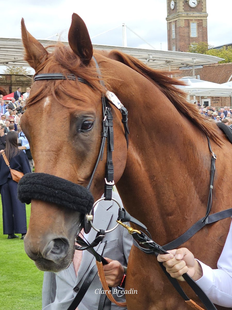borntodream 🐎🐎🌍🌎 (@unitedcolours78) on Twitter photo It wasnt to be his day but I love Danon Decile. How wonderful that <a href="/yorkracecourse/">York Racecourse</a> attracting the big international stars for the best race meeting. <a href="/shogo_y_stable/">安田翔伍/SHOGO YASUDA</a> It wasnt to be his day but I love Danon Decile. How wonderful that <a href="/yorkracecourse/">York Racecourse</a> attracting the big international stars for the best race meeting. <a href="/shogo_y_stable/">安田翔伍/SHOGO YASUDA</a>
