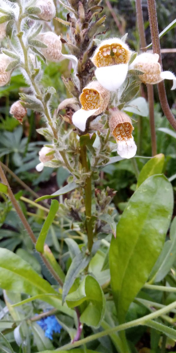 Happy #flowersonfriday, all flowering in the garden at the moment