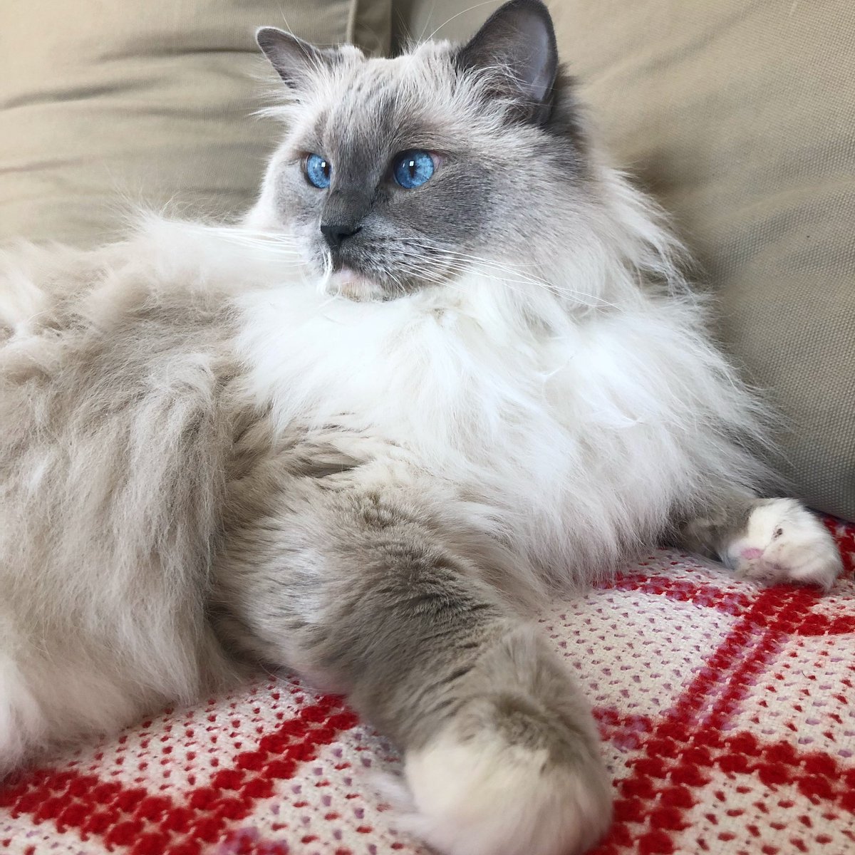 Happy #Felinfriday ! Partagez une photo de votre chat avec le hashtag #FelinFriday en citant <a href="/JamaisMaurice/">Jamais sans Maurice</a> - il choisira THE best 😻