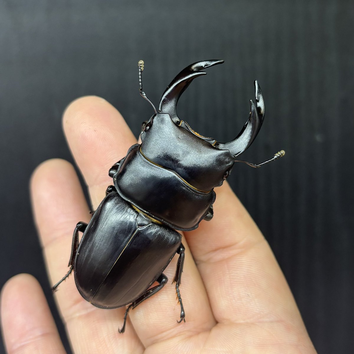 お手頃美しいワイルド野生特大黒カブトムシ宝物昆虫標本80mm頭角幅17.5mm