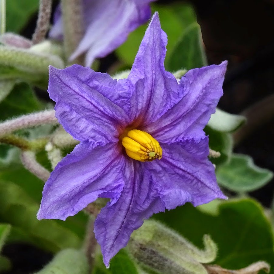It may not scream for attention, but look closer, the eggplant flower is full of subtle charm. 🌸

🪻 These blooms are self-pollinating, and each one holds the potential to become a rich, flavourful fruit.

In the garden, they’re a joy to find, dainty, dependable, and