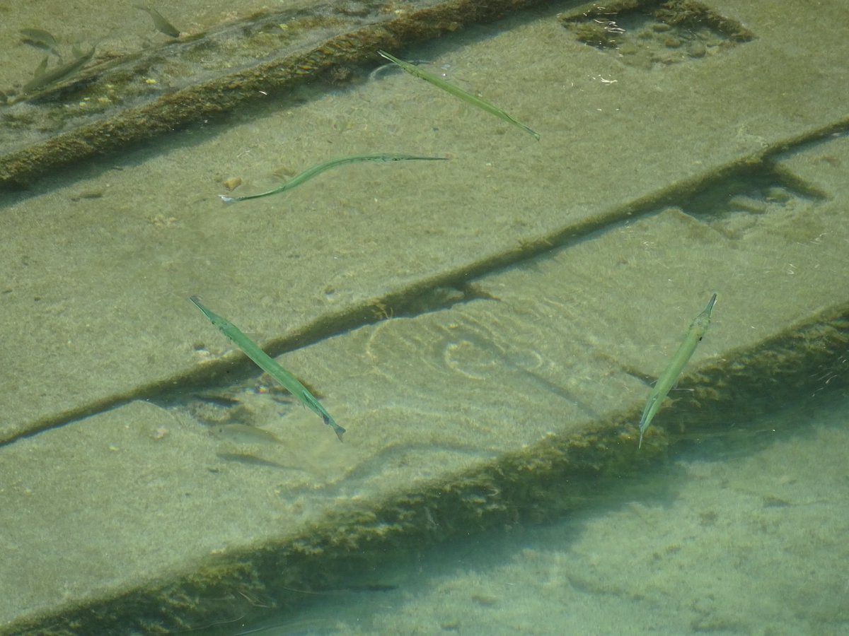 小一時間炎天下の海辺でひとりで魚見て無言で盛り上がれる私が最初パッと見海藻か枝かなんかだと思ったもの

ほ、ほ、ほ、ほっっせえ魚だァああああ泳いでるぅーーーー！！