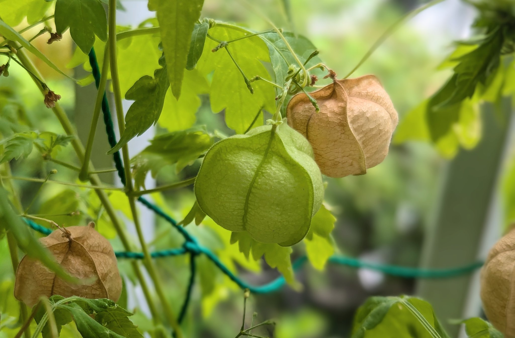 サザナミ　ページ 楽天市場】トリミング ハサミ ペット用 7点セット トリミング
