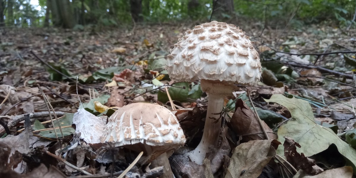 #FungiFriday Parasol mushroom, likely Macrolepiota procera.