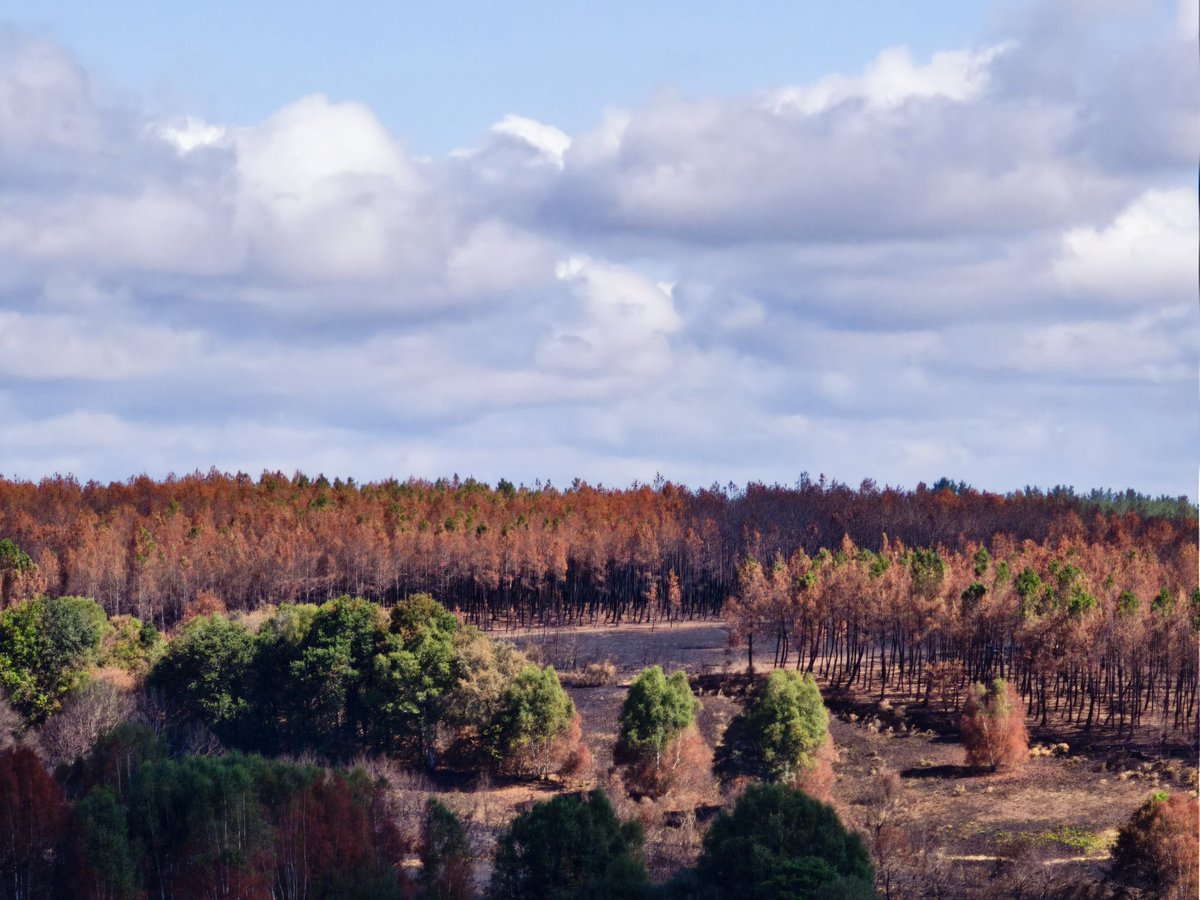 Egun on✨💖✨⭐⭐❤️
A ze tristura gure paisaiak horrela ikustea 😥.