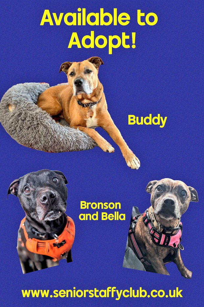 SeniorStaffy's tweet image. Good morning Staffy Lovers!
As we head towards the #bankholidayweekend here's a quick round up of our Super Seniors, who they are &amp;amp; where they are at in their rehoming journey...huge thanks as always to our amazing Kennel Crusaders and all who support us ❤️ 
Have a great weekend!