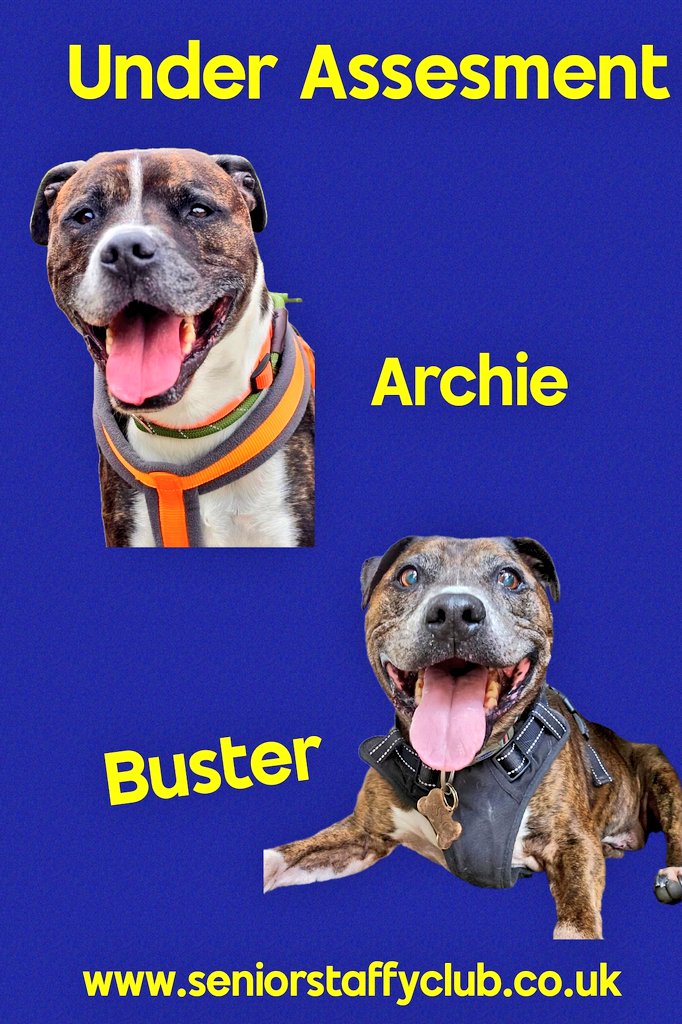 SeniorStaffy's tweet image. Good morning Staffy Lovers!
As we head towards the #bankholidayweekend here's a quick round up of our Super Seniors, who they are &amp;amp; where they are at in their rehoming journey...huge thanks as always to our amazing Kennel Crusaders and all who support us ❤️ 
Have a great weekend!
