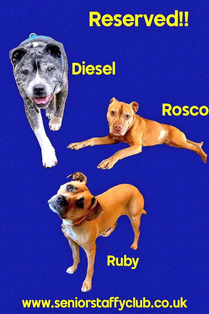 SeniorStaffy's tweet image. Good morning Staffy Lovers!
As we head towards the #bankholidayweekend here's a quick round up of our Super Seniors, who they are &amp;amp; where they are at in their rehoming journey...huge thanks as always to our amazing Kennel Crusaders and all who support us ❤️ 
Have a great weekend!