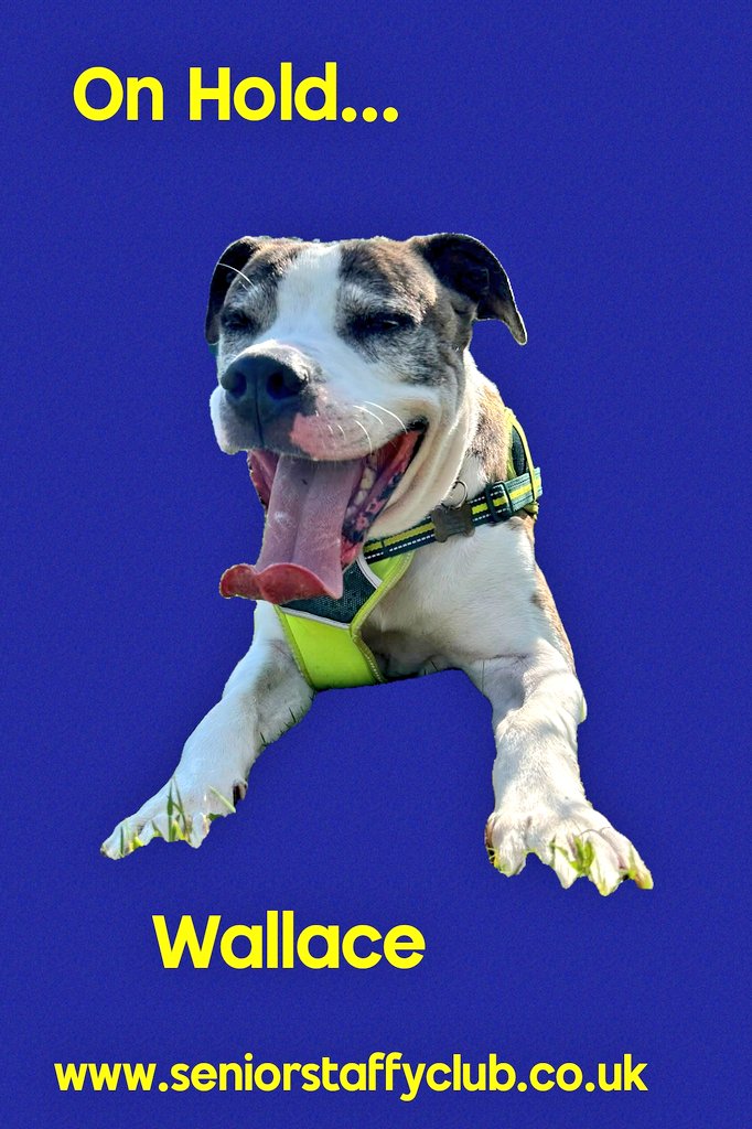 SeniorStaffy's tweet image. Good morning Staffy Lovers!
As we head towards the #bankholidayweekend here's a quick round up of our Super Seniors, who they are &amp;amp; where they are at in their rehoming journey...huge thanks as always to our amazing Kennel Crusaders and all who support us ❤️ 
Have a great weekend!