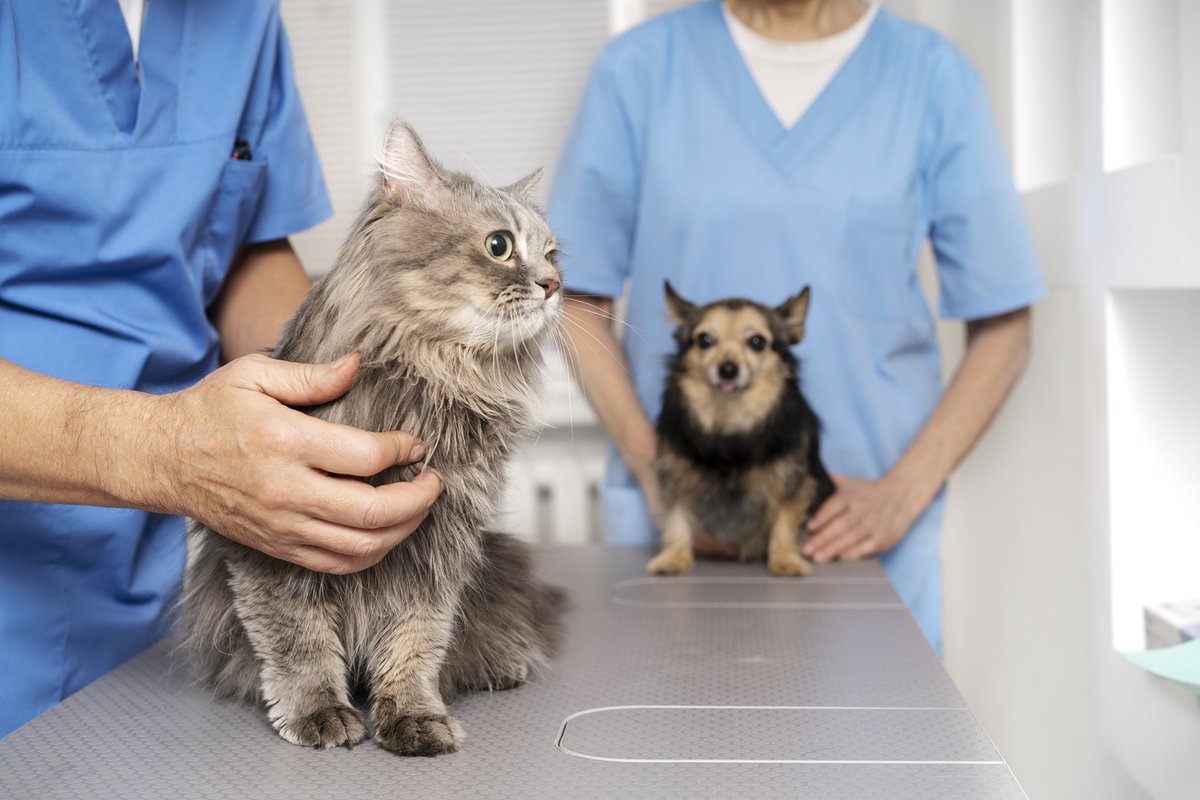 El CACV ha solicitado a la <a href="/AndaluciaJunta/">Junta de Andalucía</a> una deducción de los gastos #veterinarios en la declaración de la renta 📝

✔️ Esta iniciativa busca desgravar los servicios veterinarios en el #IRPF para beneficiar a los andaluces y promover el #BienstarAnimal.

colvetsevilla.es/comunicados/de…