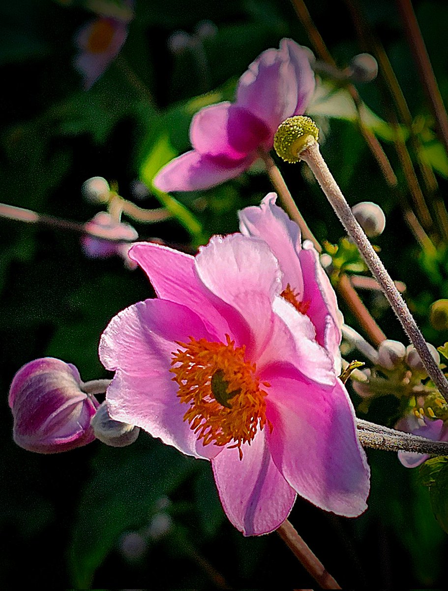 #FlowersOnFriday 
#NatureBeauty