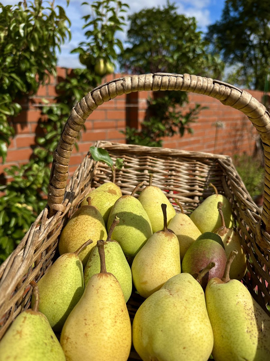 PotteringPolly's tweet image. Dessert pear ‘Beth’, utterly delicious! The skin is so thin you’d think it had been peeled &amp;amp; the flavour is heavenly 🍐😍

After posting this photo, I’ll be expecting a visit from a close (pear loving) relative 😁🍐🍐🍐

#pears #kitchengarden #fruit #Homegrown
