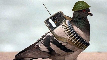 NEXTA tweet media
