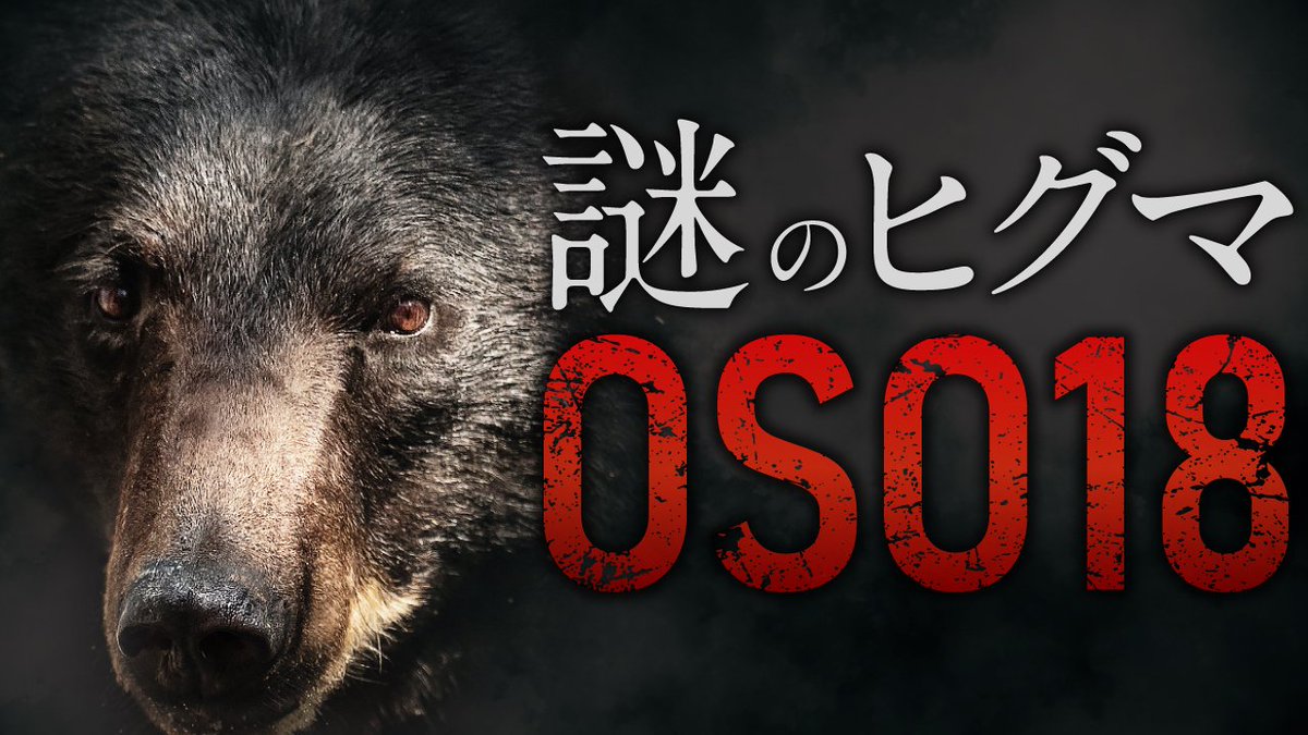 積読チャンネル 更新！ 『異形のヒグマ』を紹介します。 66頭の牛を