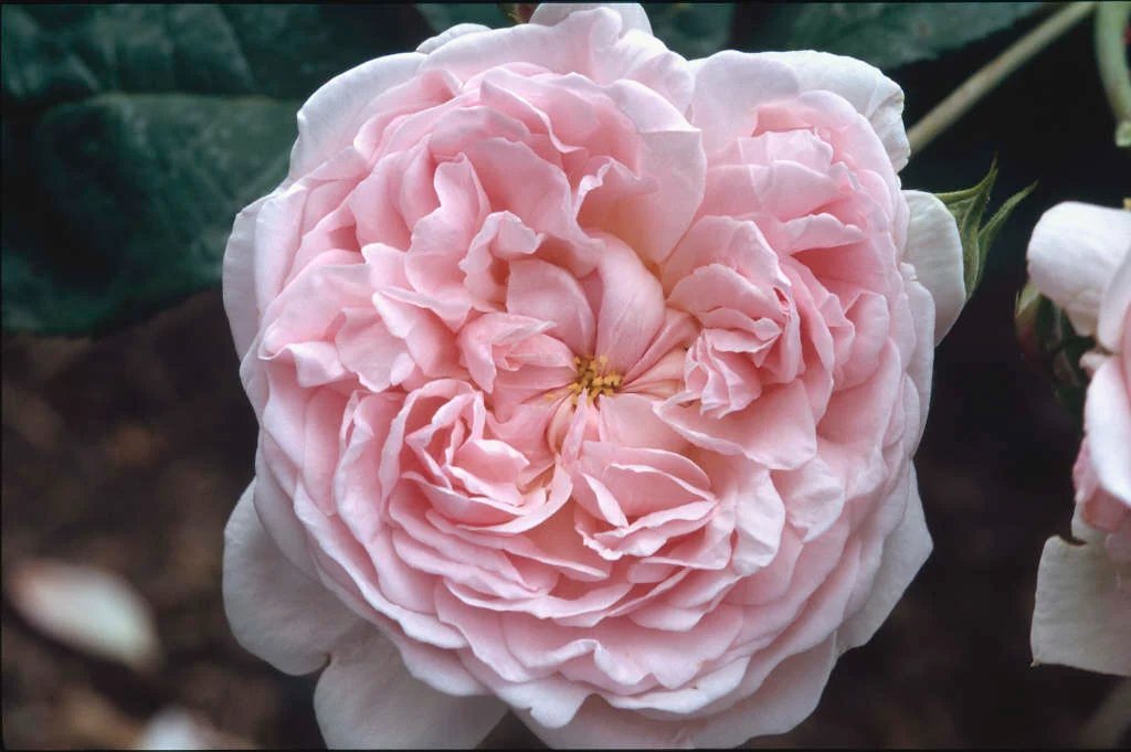 ‘Eglantyne’ rose carries the legacy of a woman who changed the world for children.

Eglantyne Jebb (1876–1928) was a pioneering humanitarian who, after witnessing the suffering of children in the aftermath of World War I, founded Save the Children in 1919. She also drafted the