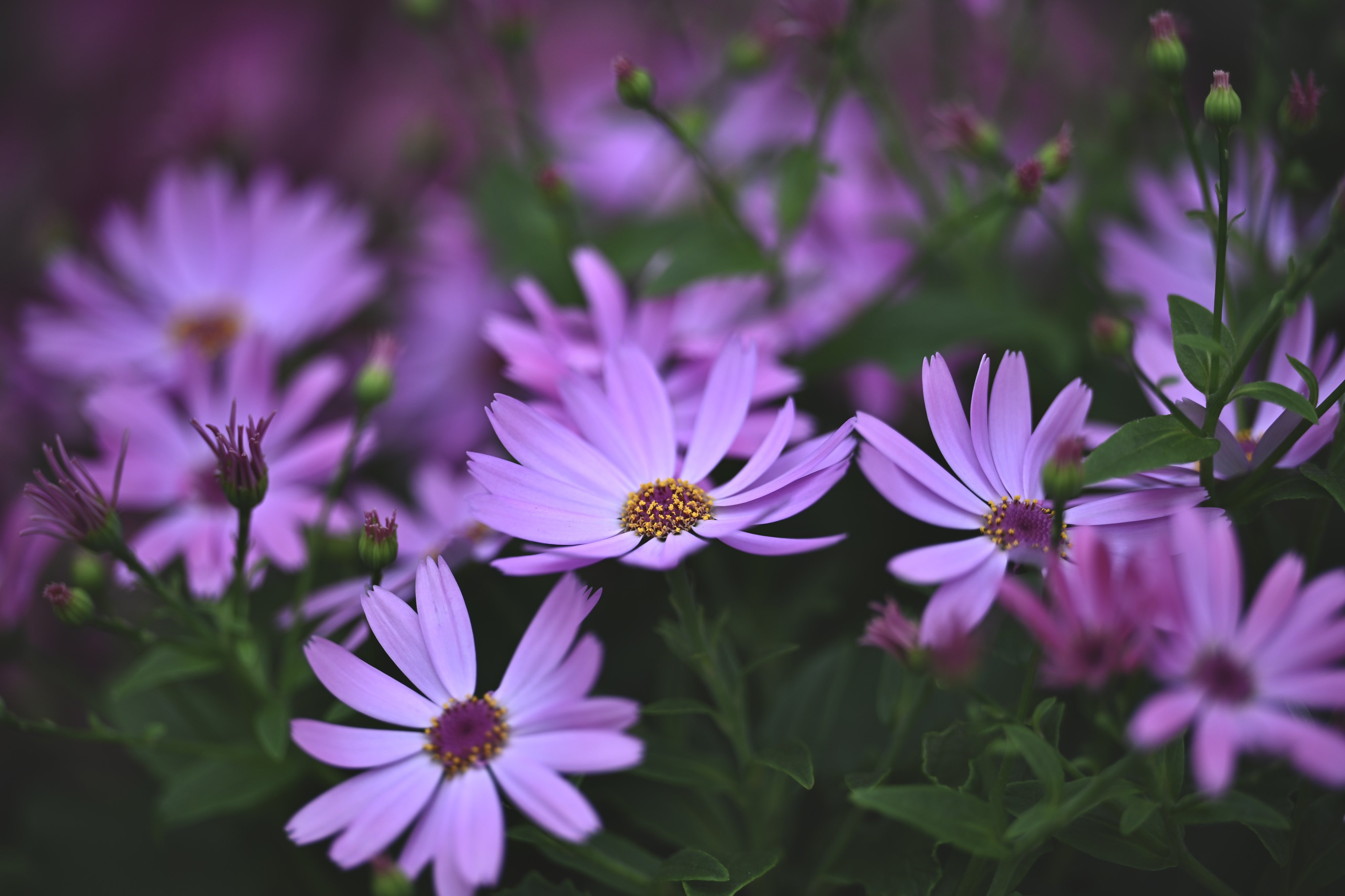 Kazumi 様♡ありがとうございます♡ Kazumi様♡ありがとうございます♡ xxx