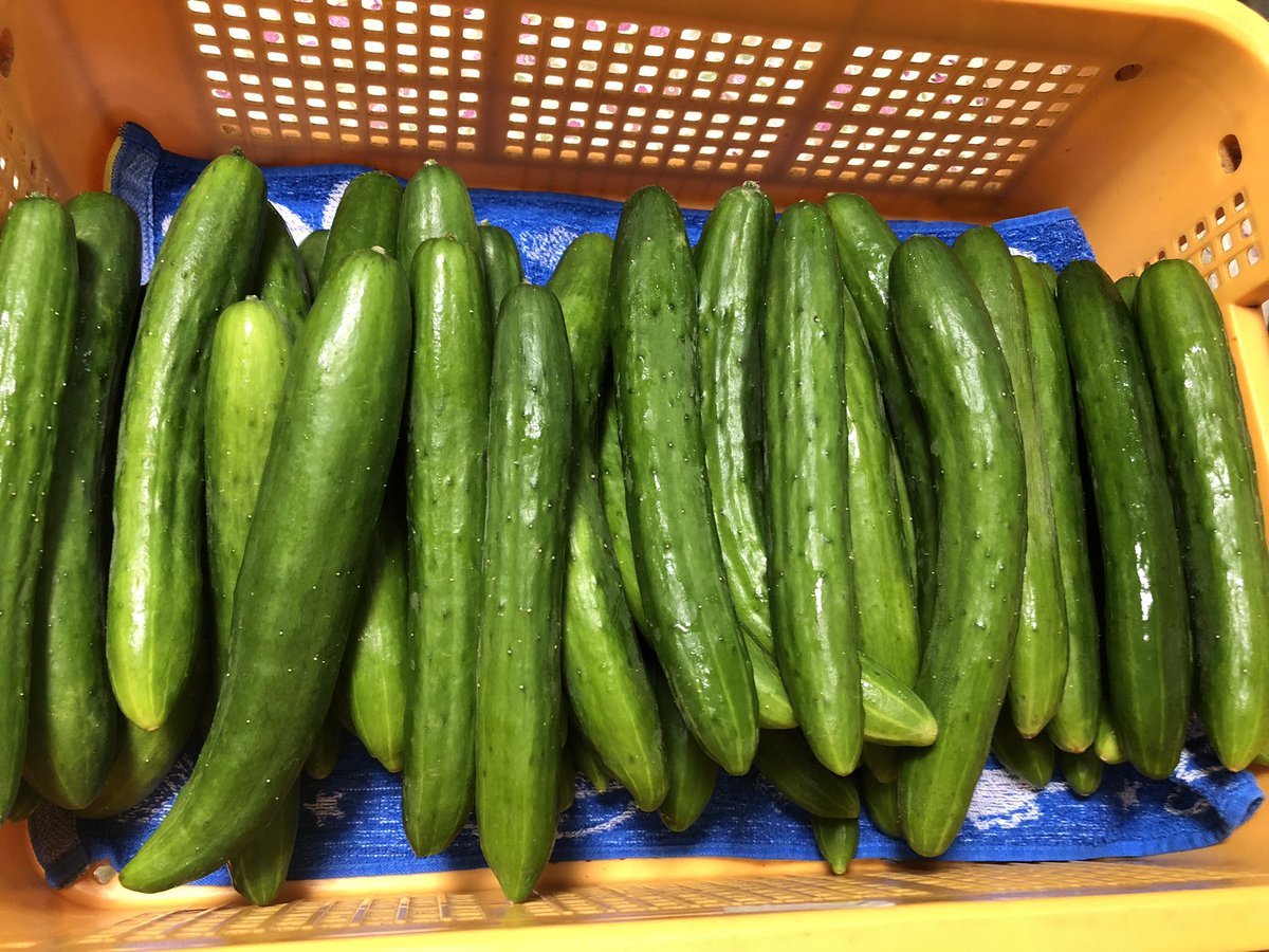 みなさまこんばんは🌇

今日もお疲れ様でした😊
素敵な夜をお過ごしくださいね🍆