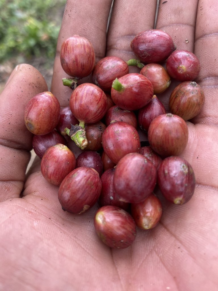 Muganzisecure's tweet photo. To all the young people out there that look at farming as a job done by the poor and less fortunate persons in Uganda ,  I am here to inform you that we are past that level just for you to know if one has 4 acres of coffee they are much more wealthier than you who earns that salary of less than 3M ugx per month 

You may be wondering why do I say that let me break it down for you 
With 4 acres of coffee one has the capacity to earn 7M shs from each acre per season and we have two seasons in a year that making it 14M from each acre 
Now multiple the 14M from each acre times the 4acres that’s about 56 M per year 

And the cost of maintenance per acre is about a million shs per season that including labour and all the other inputs you need 

I can’t break down all the math in just one single post but when you ask my elders like @JackieAkampwera , @GKatabazi and @salimo_paul they will approve what am telling you and this isn’t a motivational speech but the reality about life 

As I close this tweet today to all the young people out there to would love to start up coffee or cocoa farming all I can tell you that it’s the best choice to do and some of us regret not having stated early becoz the fruits of farming are amazing

If you need help on farm set up , inputs , fertilizers and seedlings , we are here to help you at no cost 

And share this post to the people and youths you wish an early retirement 
#YouthInCoffee
#YouthInAgriculture