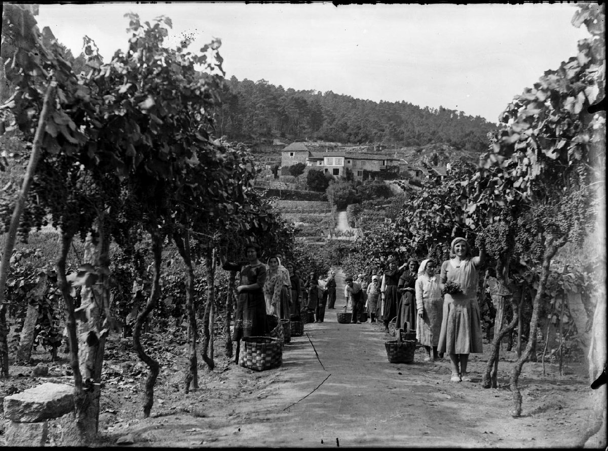 culturaliquidaf's tweet photo. El #vino es herencia, diversidad y territorio. Refleja épocas, tradiciones y #culturas. Pero también es desarrollo científico y técnico que ha permitido transformar una práctica ancestral en una materia innovadora. 🍇🍷 https://t.co/eTV4ws9te9