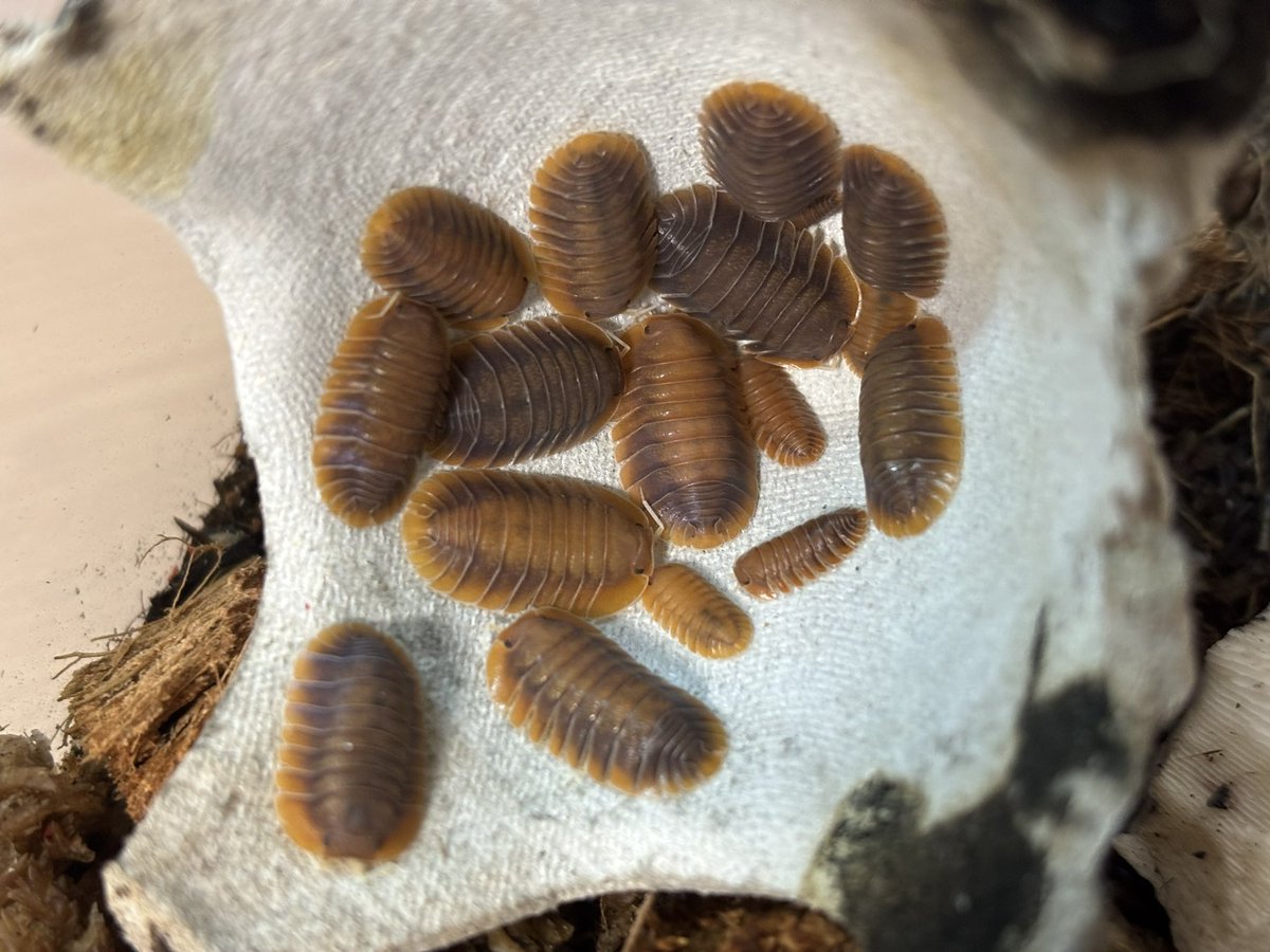 vexの赤ちゃん、順調！