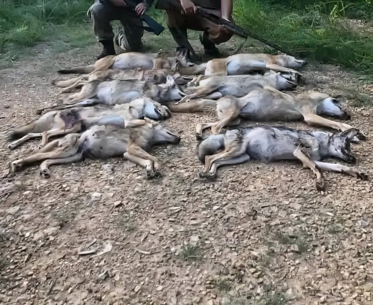 Peter Druijff tweet media