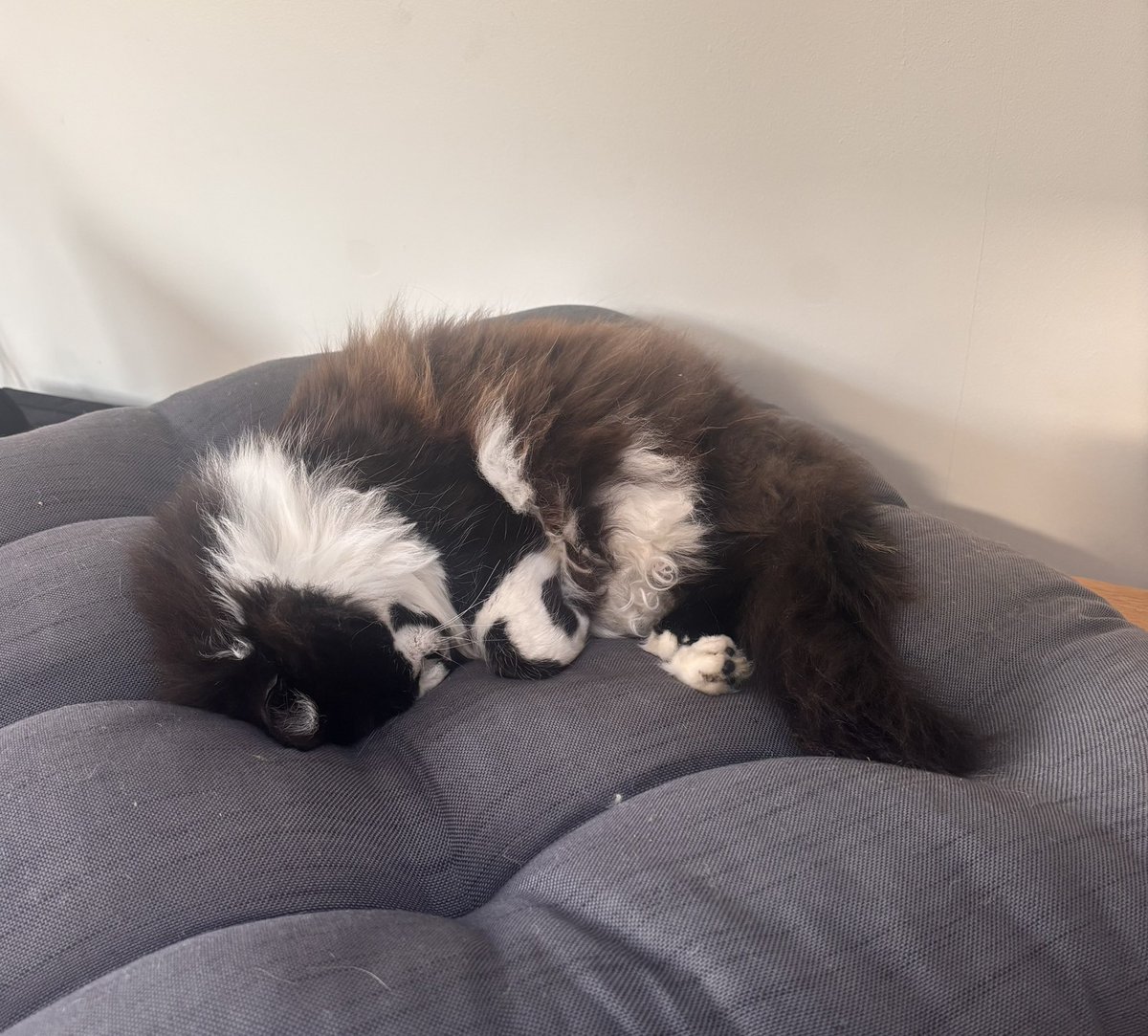 Hill16Crypto's tweet photo. @kholov23 Good morning 🐈 https://t.co/PVKVGx0h5G