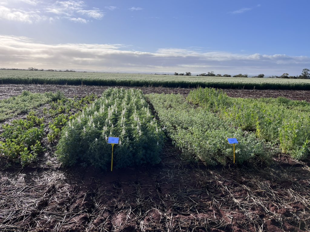 Showcasing barley and legumes at Morawa with the Morawa Farm Improvement Group. Thanks to <a href="/GRDCWest/">GRDC West</a> and Grower Group Alliance