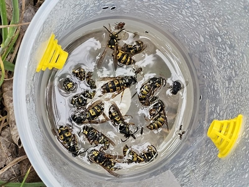 eWasp spring queens coming out of hibernation.
With spring just around the corner, keep an eye out for European wasps (eWasp) spring queens. Spring is the time to control the number of eWasps impacting your area. ewasp.com.au/insects-and-ar…
 ewasp.com.au/ewasp-spring-q… 

The eWasp Team