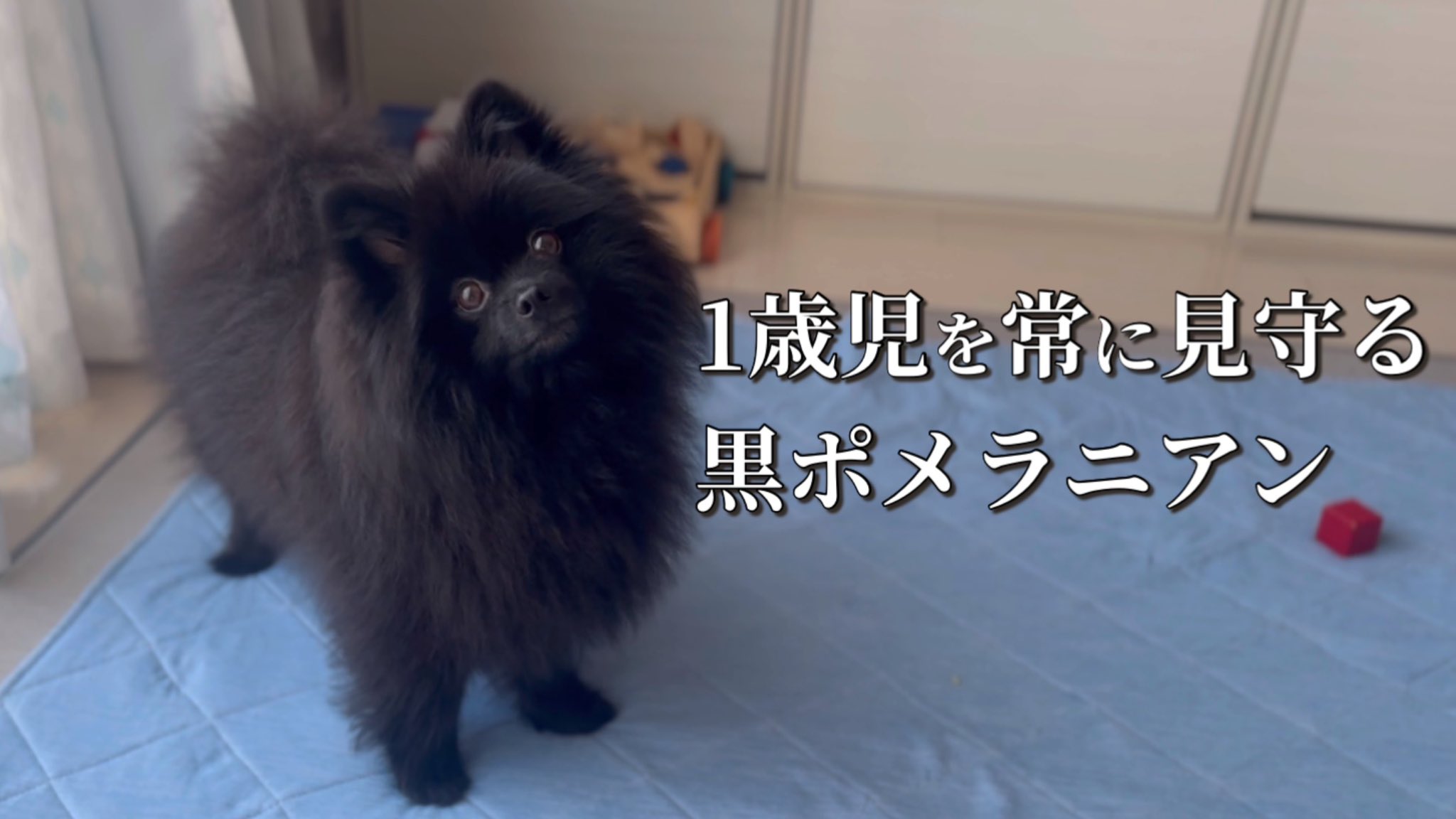 ポメラニアン⚠️プロフ確認必須！ページ ポメラニアンの子犬 AW172014-ブリーダーの子犬・子猫販売