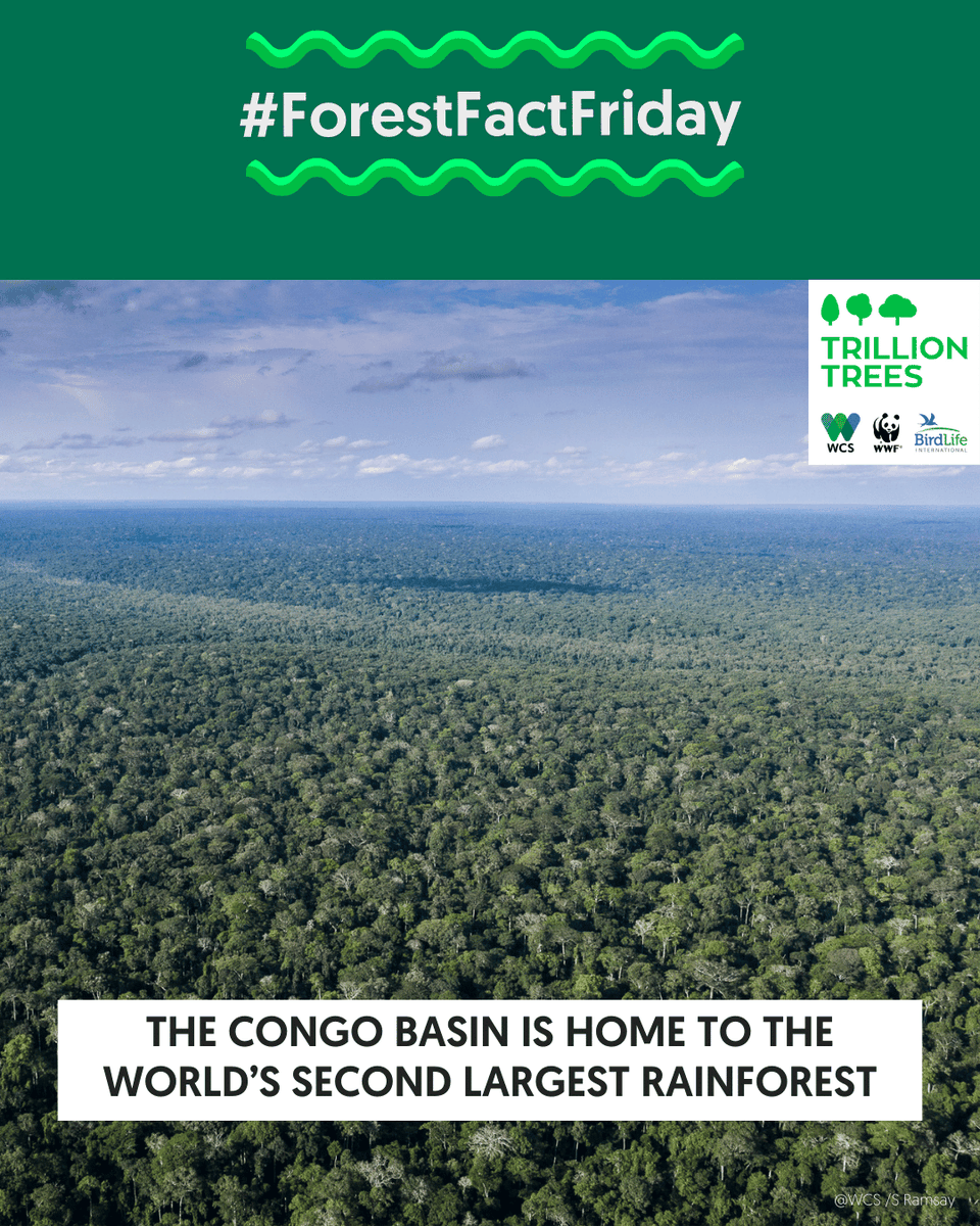 1TrillionTrees's tweet image. #ForestFactFriday
🌳 The Congo Basin: vital for carbon storage, eco-services and 1000s of plant &amp;amp; animal species - gorillas, elephants &amp;amp; chimpanzees 🦍 🐘 
@thewcs, @wcs_congo works to protect this precious forest for people, nature &amp;amp; climate. 
Read more: bit.ly/3PpXOkh