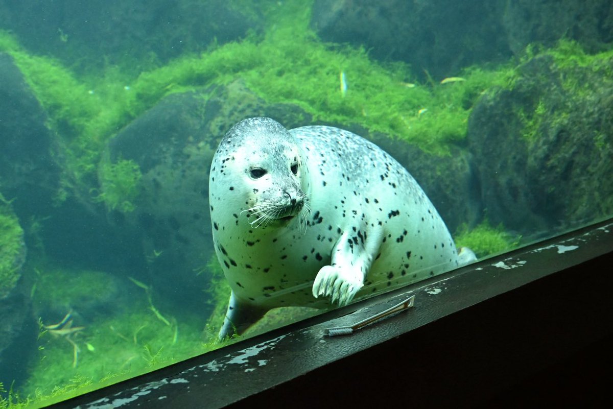飼育員さんが置いたお掃除道具が気になる🦭