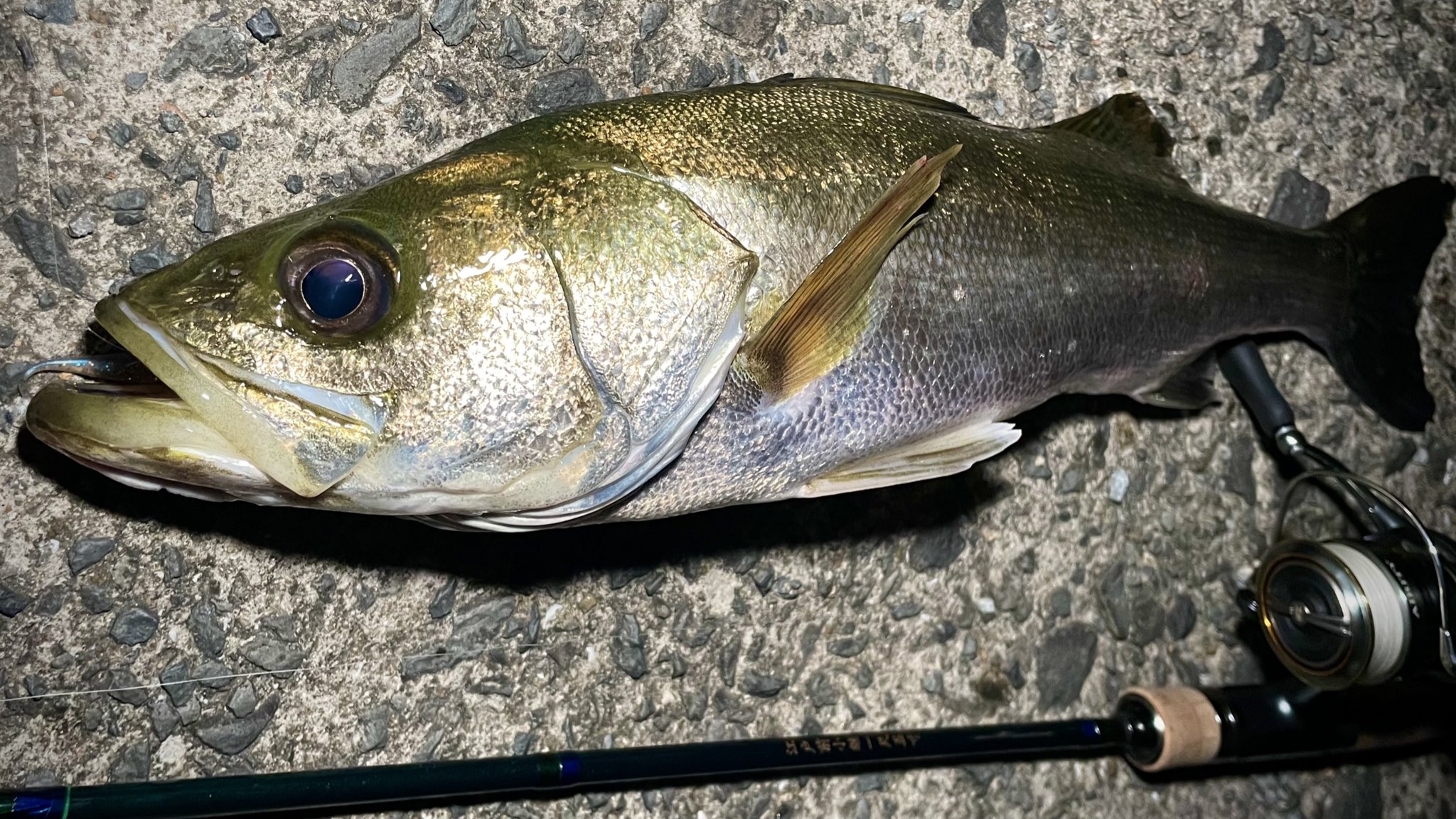 太公望魚信 最新 カラー液晶 魚群探知機 100m探査 魚探 ポケ探 ポケット魚群