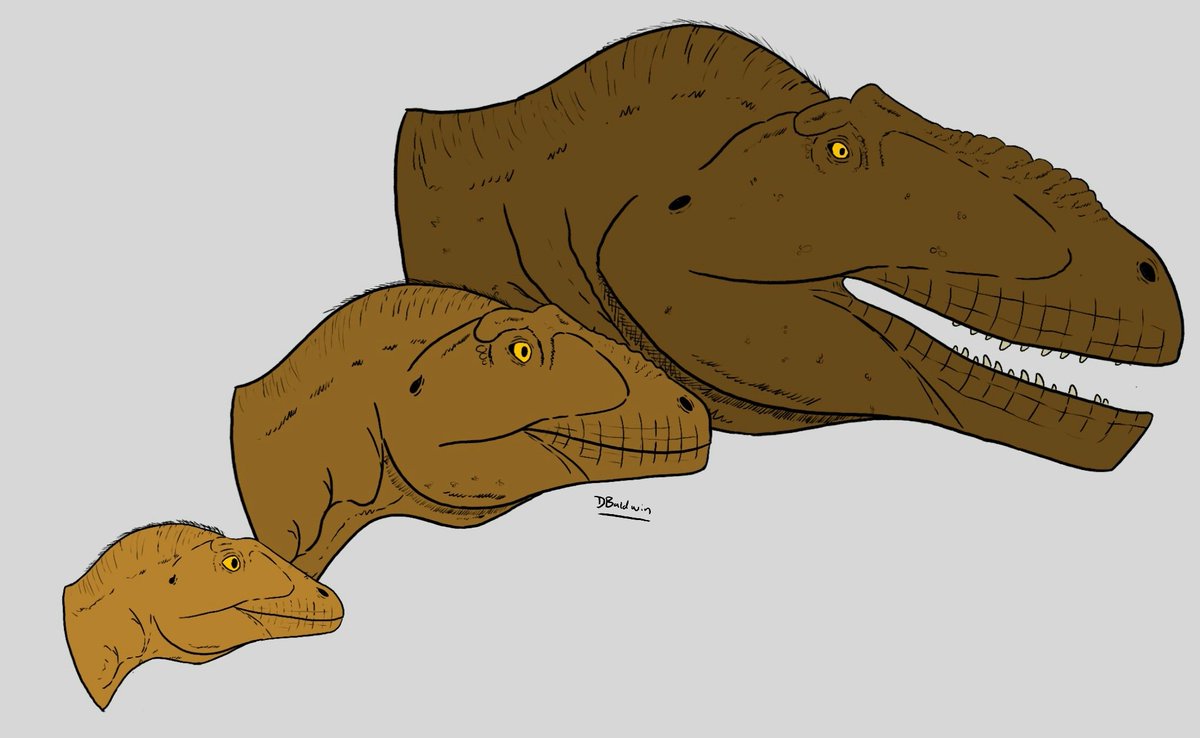 The sequel to a sequel I give you a carcharodontosaurid ontogeny in this case my boi tyrannotitan!
Had to say designing the subadult/adolescent is harder than you think anyway enjoy lemons!

#paleoart #dinosaur #paleontology #carcharodontosaurid