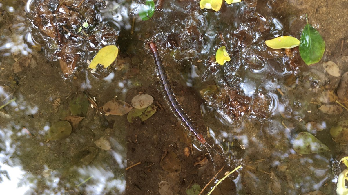 Careful of what may be floating in the rainwater..

#centipede #monsoon #karachimonsoon
