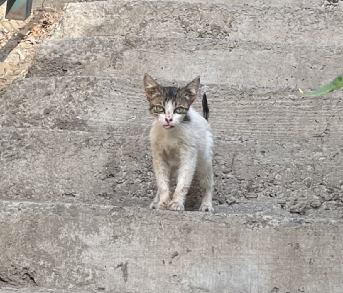 yuva bulabilmem icin rt desteği lütfen