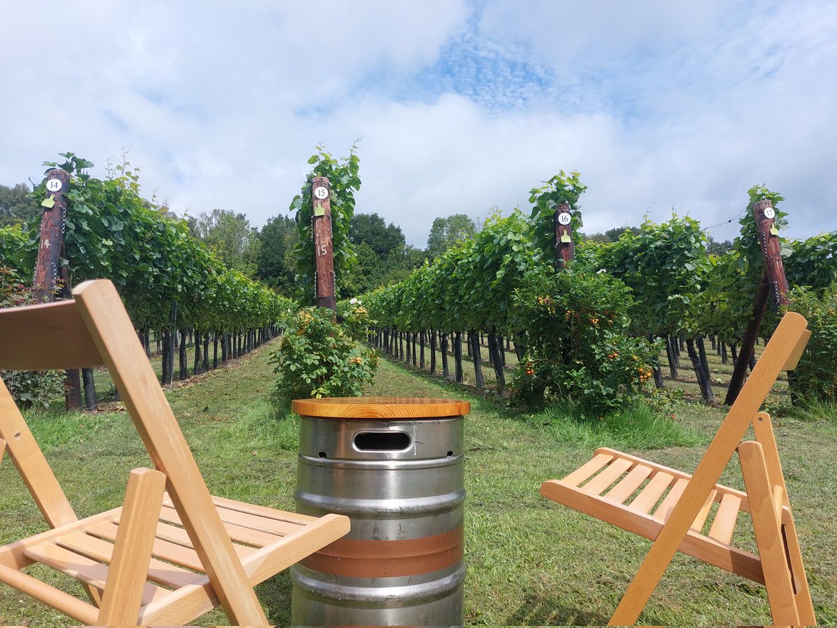 This weekend 23/24 August Wildwood vineyard is open 10-4. Still spaces on Tours on Sunday (Saturday sold out) or just come for a glass of wine sat out on the Vineyard. #tunbridgewells #Vineyard #wine