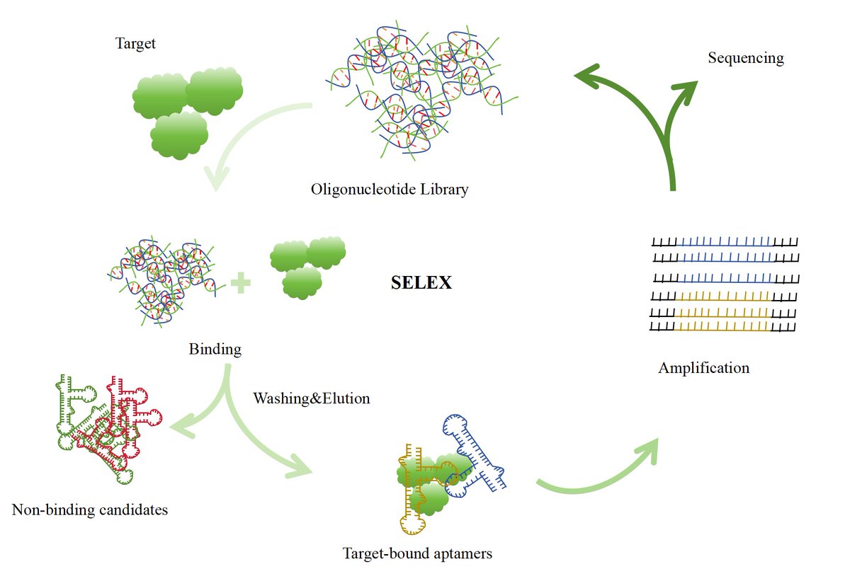 AlphaLifetech's tweet image. Boost your research with Alpha Lifetech Aptamer Platform 🧬: SELEX library synthesis, DNA/RNA/XNA aptamer development, screening &amp;amp; optimization 🧪.
📩 info@alphalifetech.com 
🌐 alpha-lifetech.com

#aptamers #selex #dna #rna #xna #biosensors #therapeutics