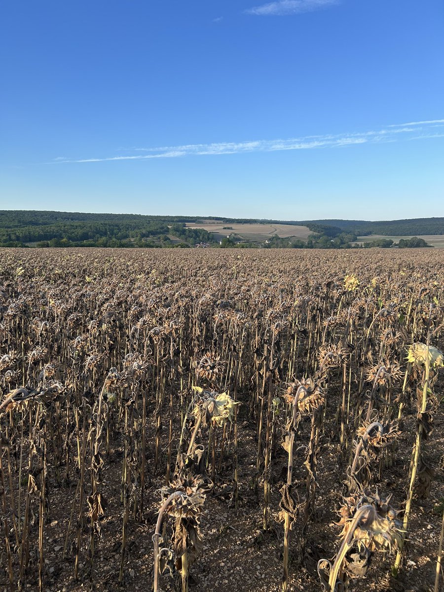 Je m’arrête <a href="/BONNIN1402/">Emmanuel BONNIN</a>,devant cette parcelle du Tonnerrois.
La #Moisson2025 du #Tournesol devrait débuté <a href="/PortierArthur/">Arthur Portier</a> sur les plateaux de Bourgogne,la semaine prochaine.
D’après les premiers échos <a href="/agritel_argus/">Argus Agriculture</a>,
nos premiers rendements en 🇫🇷 seraient décevants en non irrigué.