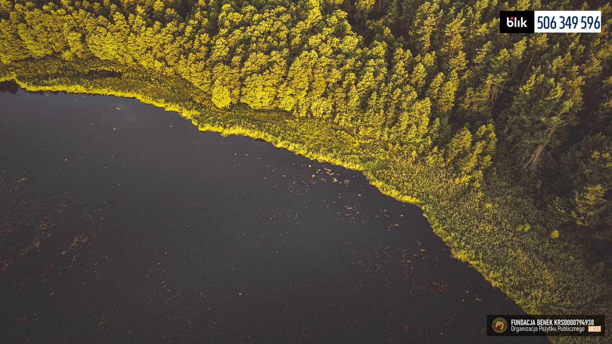 FundacjaBenek's tweet photo. Zapraszamy na weekend do Benkowa, serca lasu i ocalenia
🌲Benkowo leży wśród lasów.
Prawdziwych, pachnących, zielonych. Takich, w których śpiewają ptaki 🐦, słychać stukot dzięcioła 🪵 i… właśnie zaczęły się grzyby! 
🌿 Zapraszamy Was do odwiedzin!
https://t.co/YUOGVj0HA5 https://t.co/aou02MS2XR
