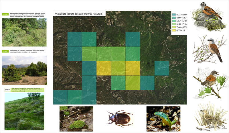 observatori_nat's tweet image. Cartografia de valor de biodiversitat (CVB) 🗺️ 
 Eina per determinar àrees prioritàries de conservació i restauració per agrupacions d’#ambients.