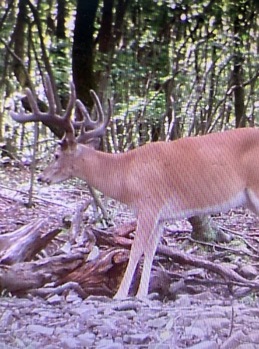 Maryland Public Land. 👀#hunting #huntinglove