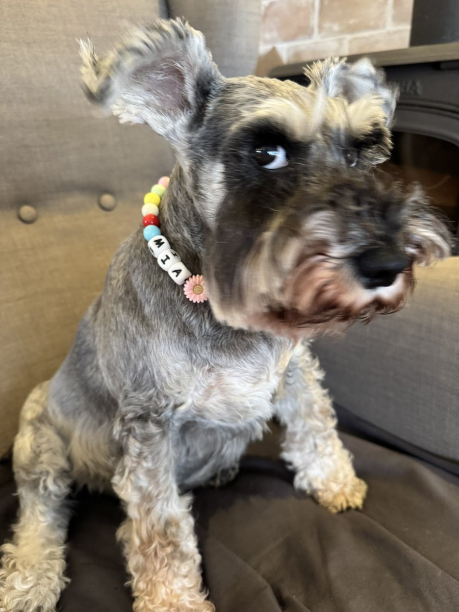 PaulaNevesD's tweet image. Já repararam no meu lindo colar de verão? #SummerDog