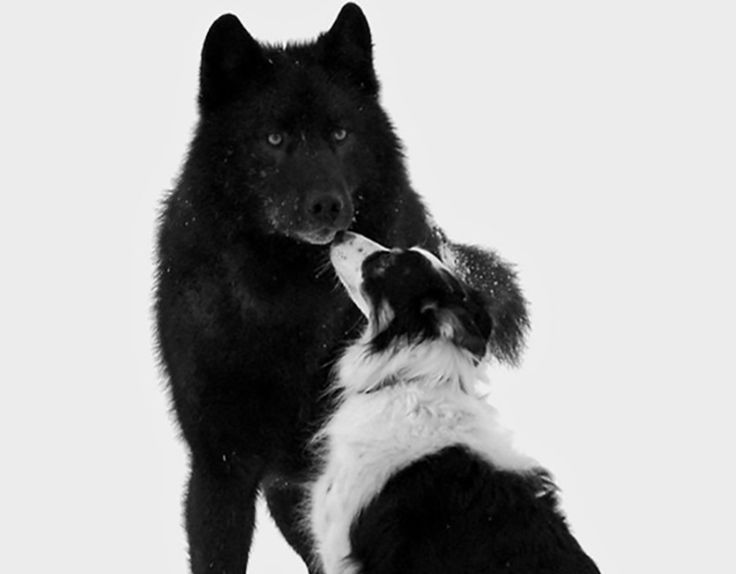#Poetry 
...BlacksheepWolf..
So dog 
what is control 
of your soul 
but a mirage to hard
hands of your 
master a myth your 
kind find into 
a orbit of hope 

From you 
dog i recognise 
that scent of surrender 
rising through 
the air undiluted 
and from paw to nose
i am raw..
