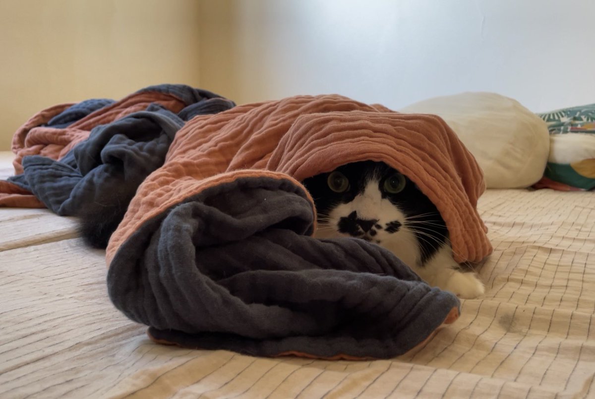 らいおん丸 (@lionmaru_046) / Posts / X