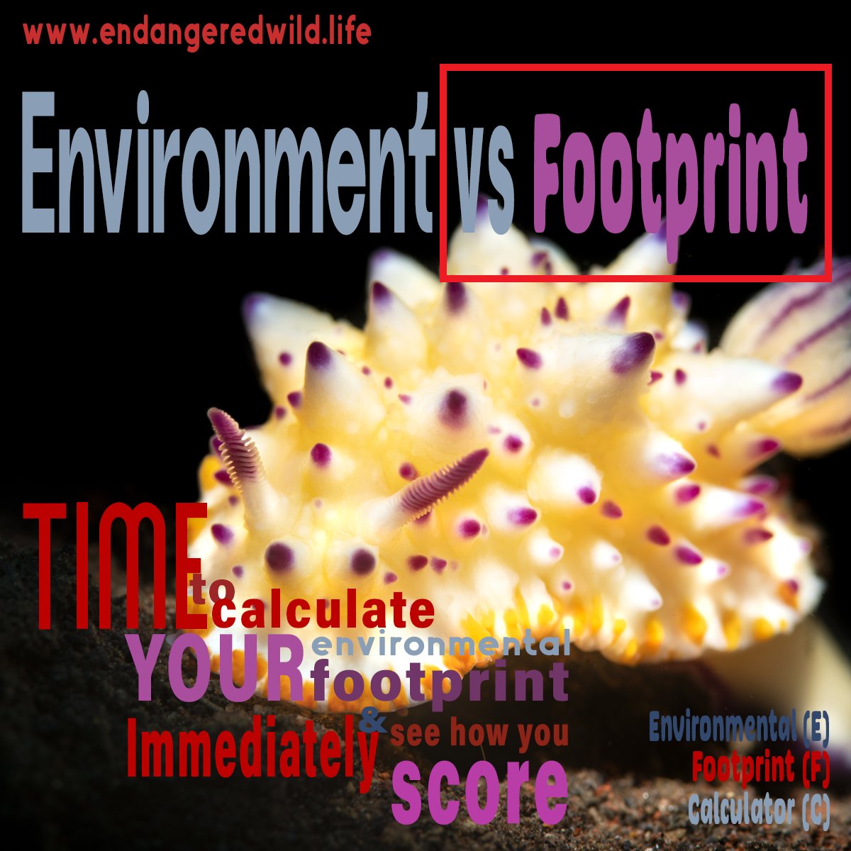 Endangered Wildlife OU tweet media