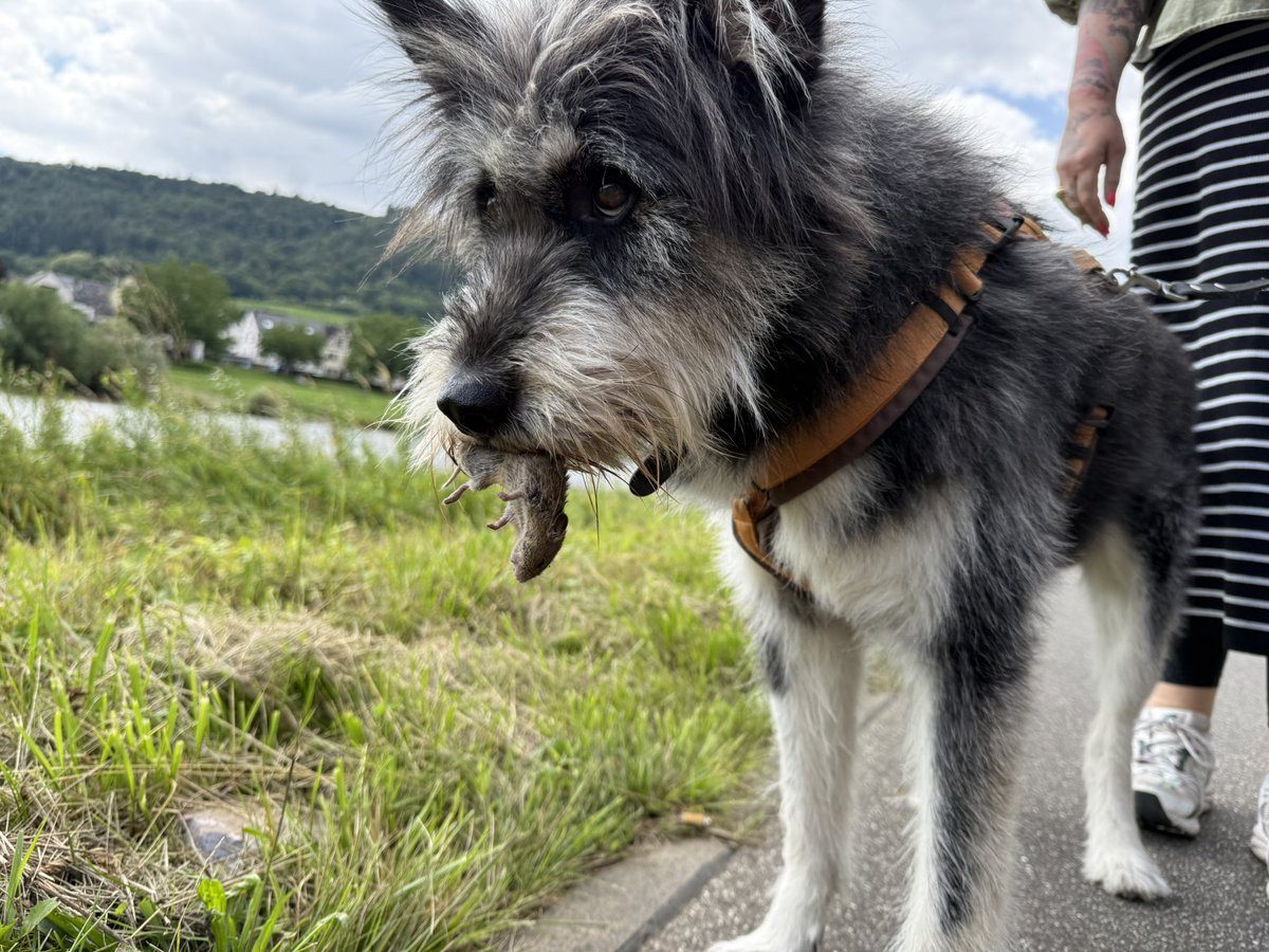 Mojito der Jäger, hat eine Mosel Maus erwischt 😳