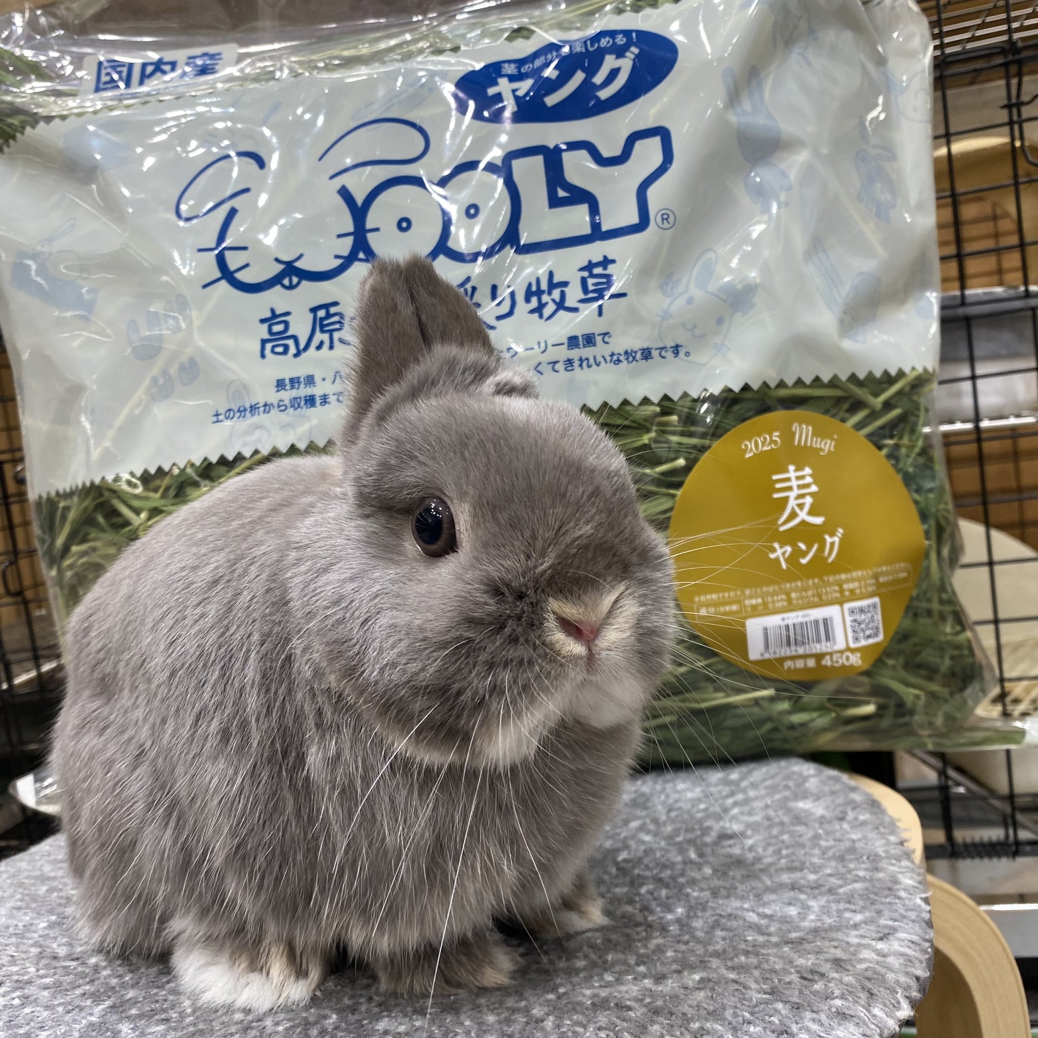 モックニム　グクトゥギ クックベーカリー メロンパン　うさぎ　キーリング　2種 ☆モックニム ジョングク グクトゥギ クックベーカリー