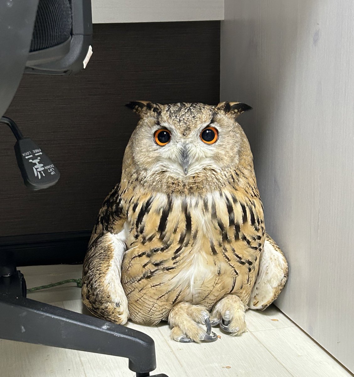 IrtBii's tweet image. もっちり🦉